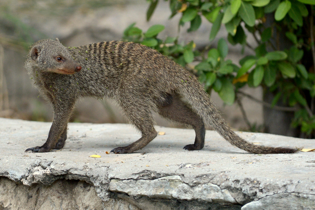 Mangouste/Mongoose (1)