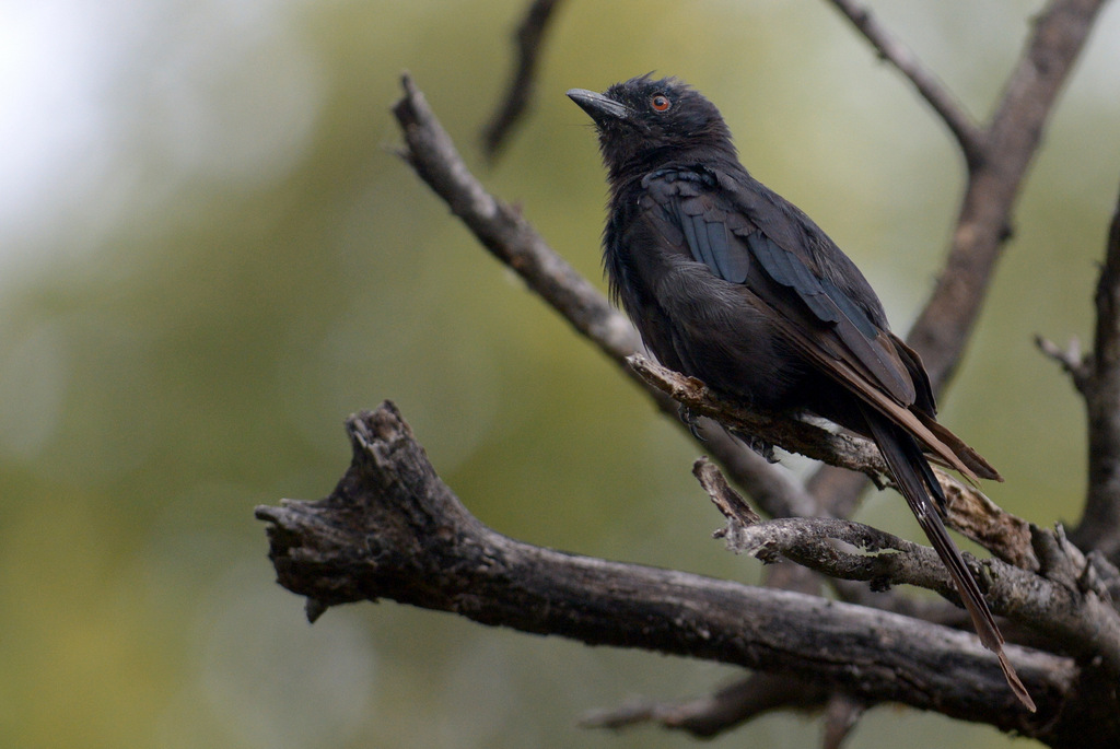 Drongo brillant/Fork-tailed Drongo