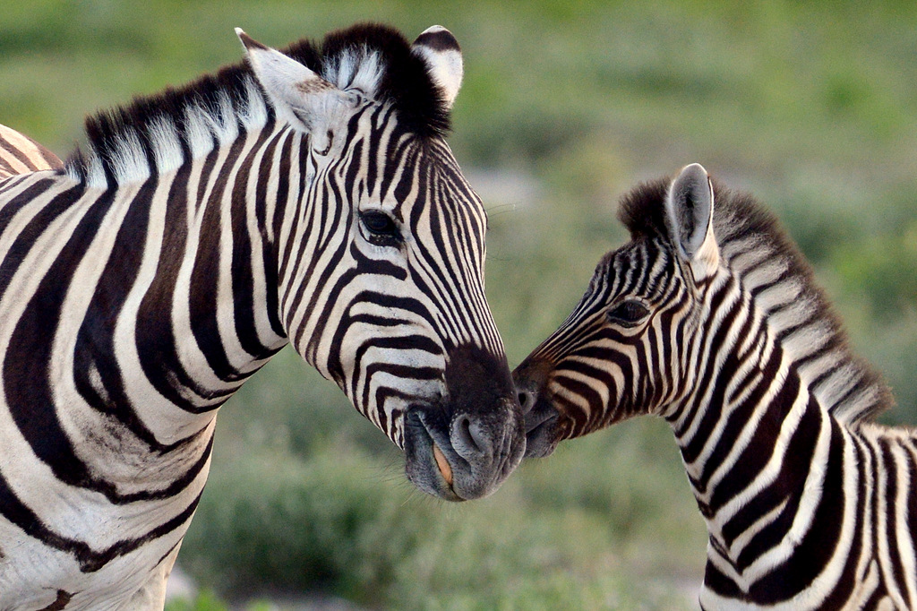 Zèbre/Zebra (15)