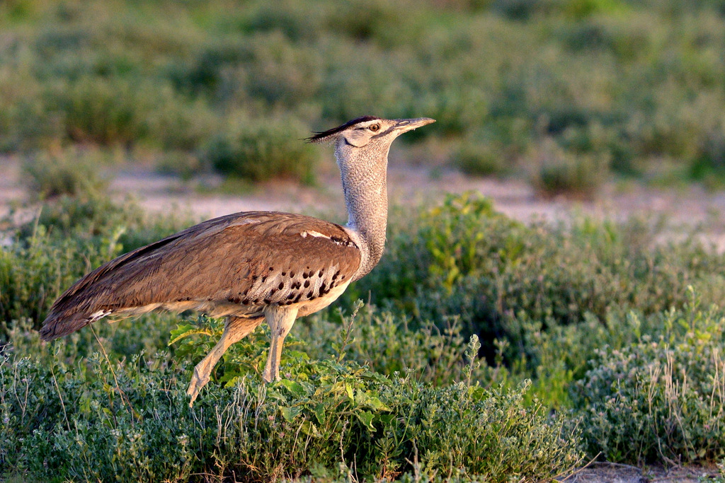 Outarde Kori/Kori Bustard (1)
