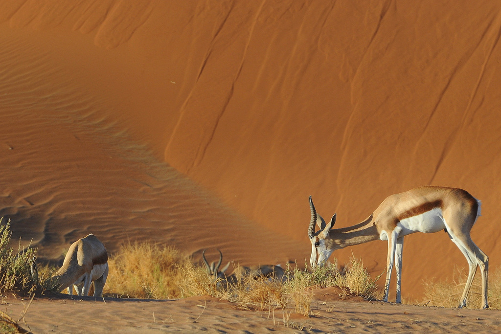 Springbok (1)