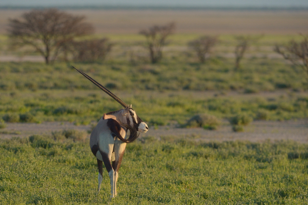 Oryx gazelle/Gemsbok (7)