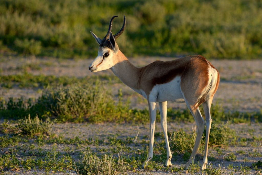 Springbok (8)