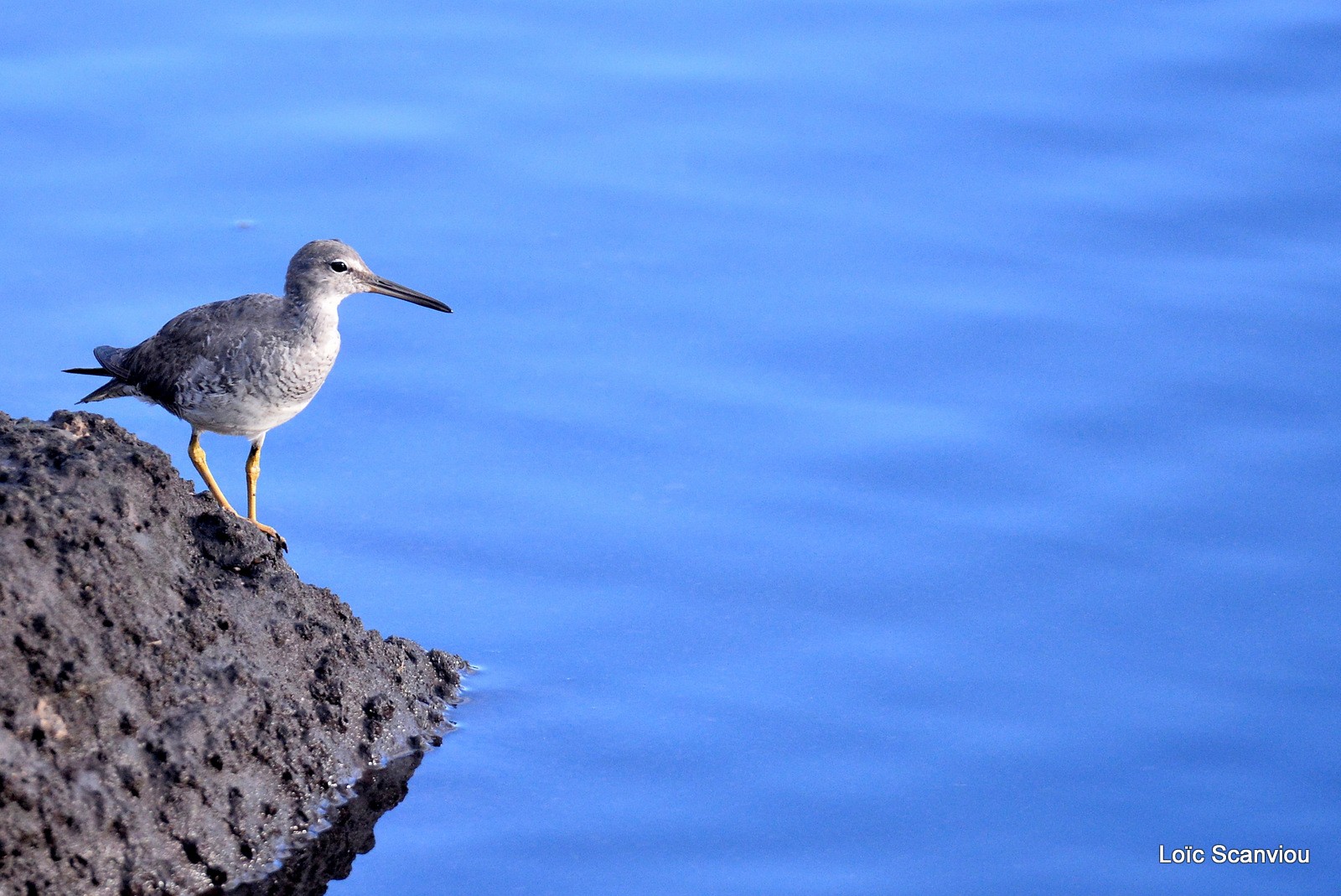 Chevalier errant/Wandering Tattler