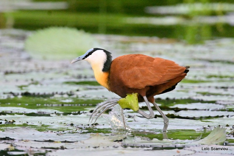 Jacana à poitrine dorée/African Jacana (2)