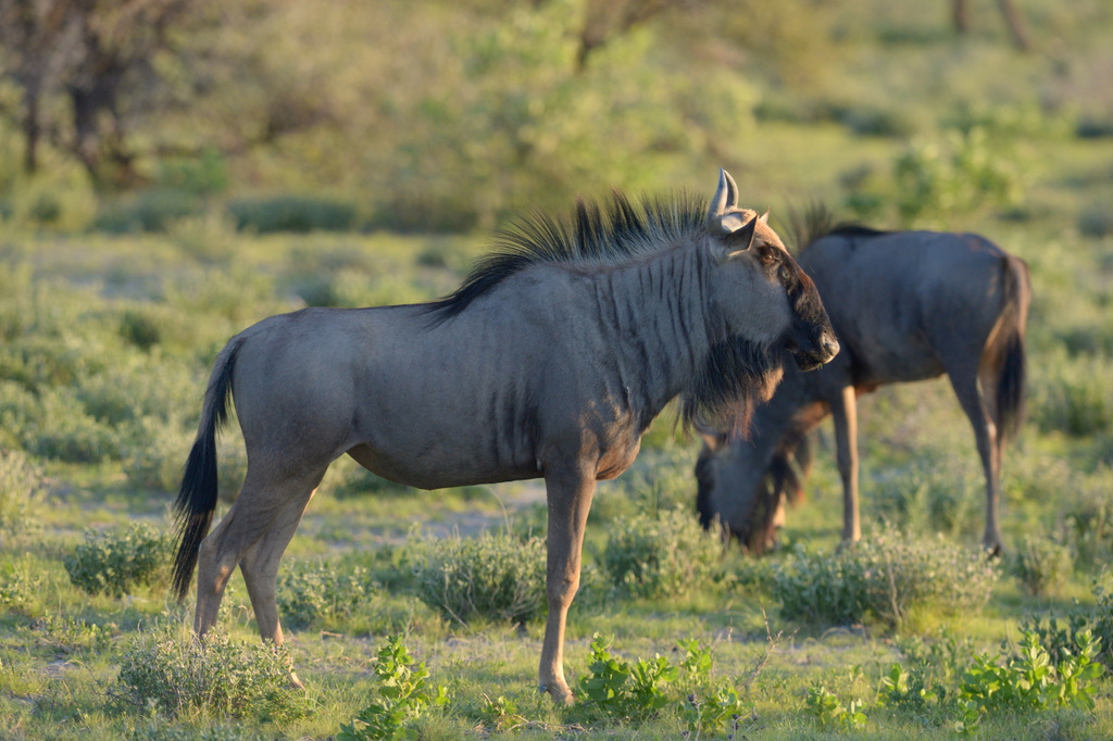 Gnou/Wildebeest (4)