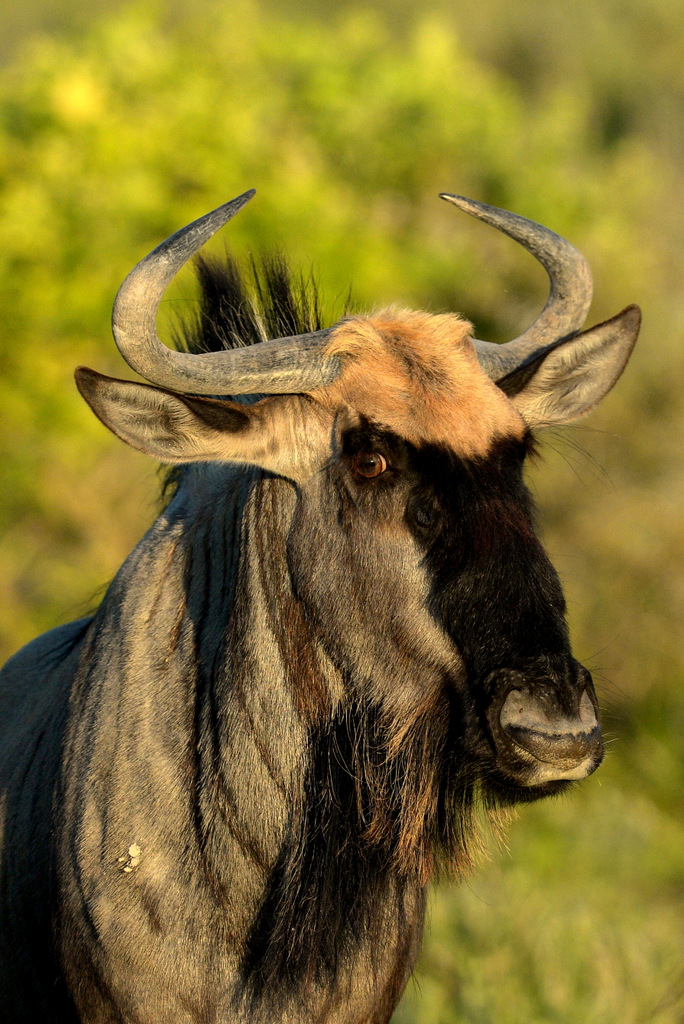 Gnou/Wildebeest (5)