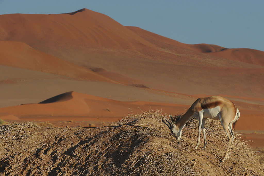 Springbok (2)