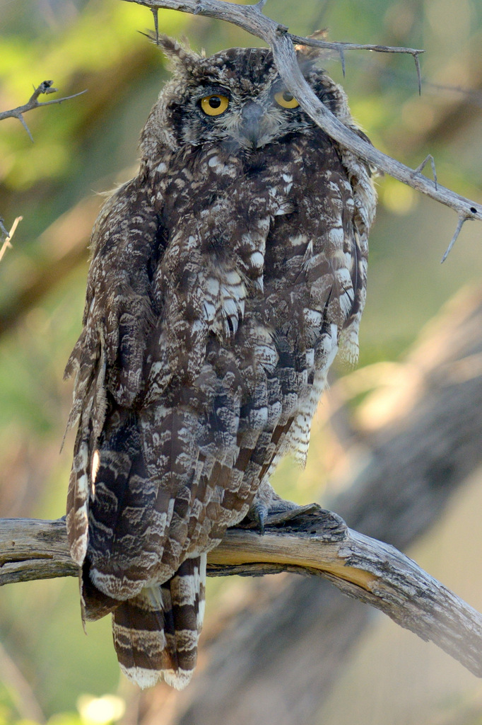 Grand-duc africain/Spotted Eagle-Owl