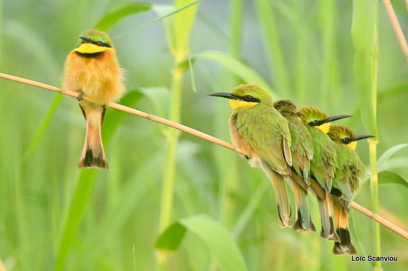 Guêpier nain/Little Bee-eater