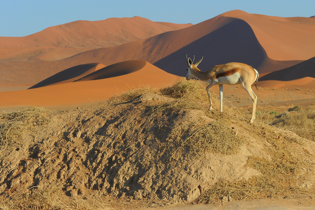 Springbok (3)
