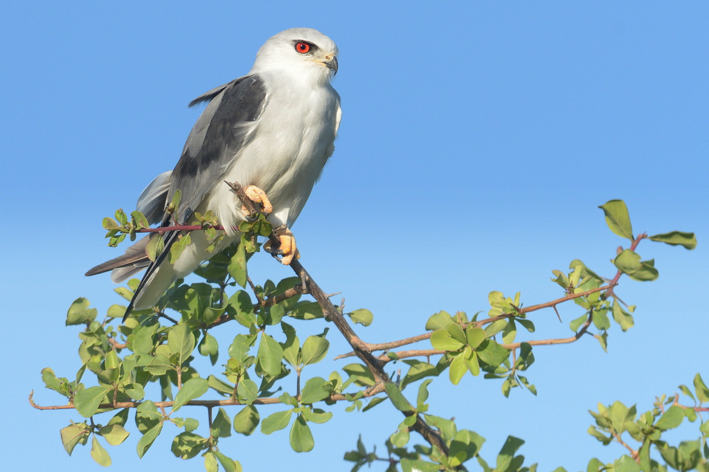 Elanion blanc/Black-shouldered Kite