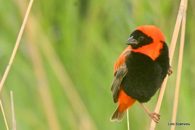 Euplecte ignicolore/Southern Red Bishop