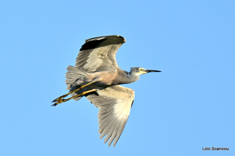 Aigrette à face blanche/White-faced Heron