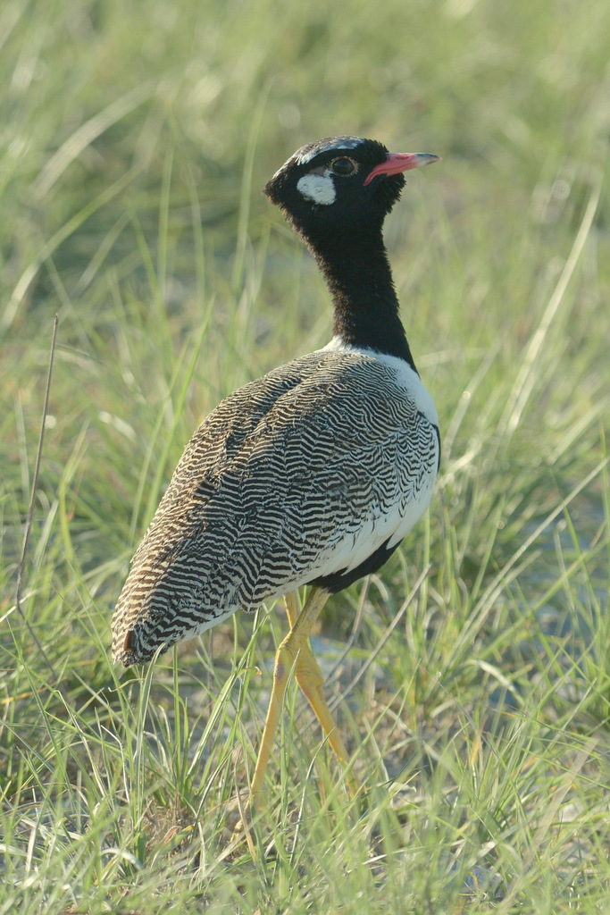 Outarde à miroir blanc/Northern Black Korhaan (2)