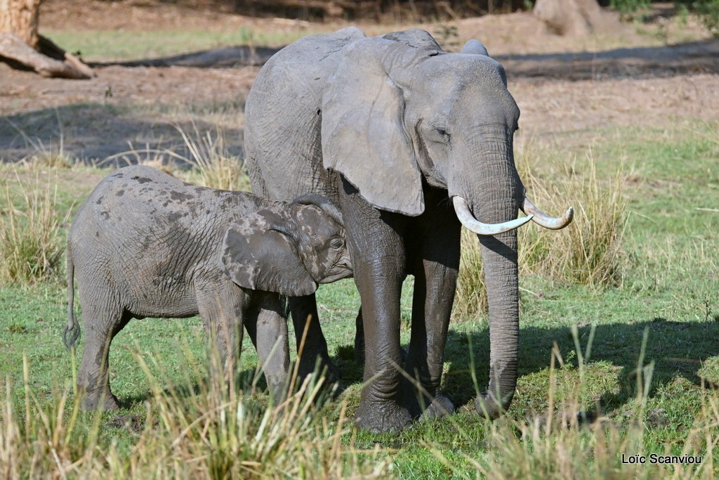 Éléphant d'Afrique/Savanna Elephant (26)