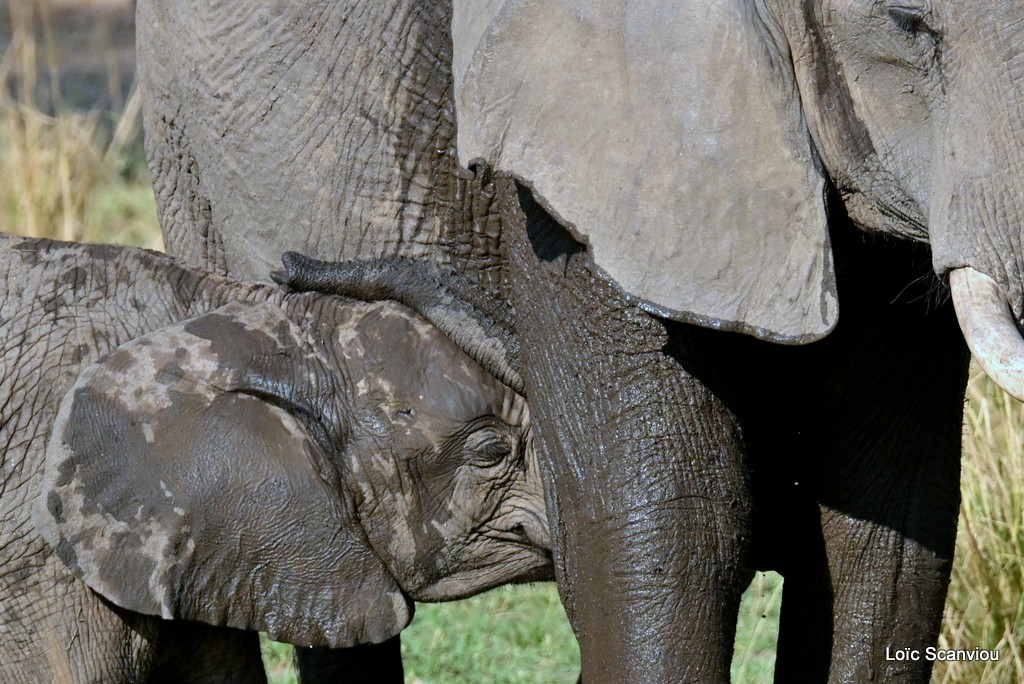 Éléphant d'Afrique/Savanna Elephant (27)