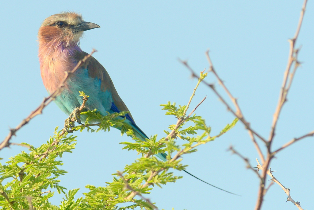 Rollier à longs brins/Lilac-breasted Roller (1)
