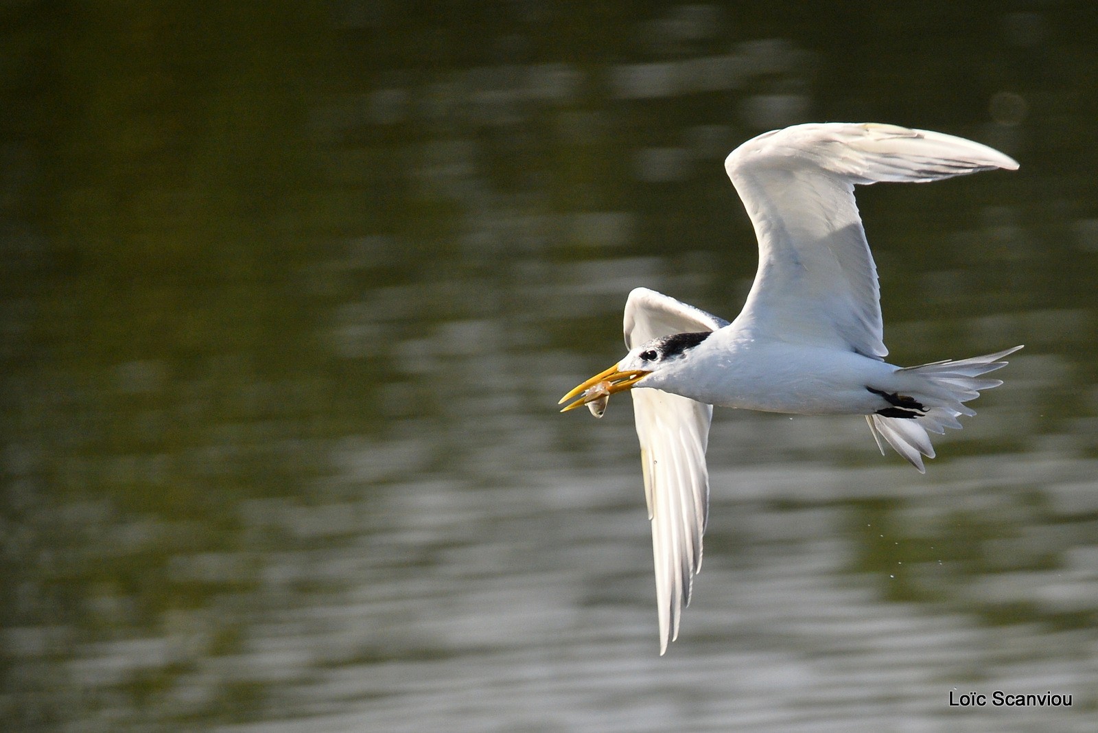 Sterne néréis/Fairy Tern (3)