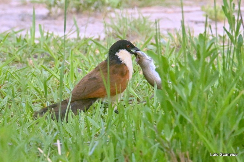 Coucal des papyrus/Coppery-tailed Coucal (2)