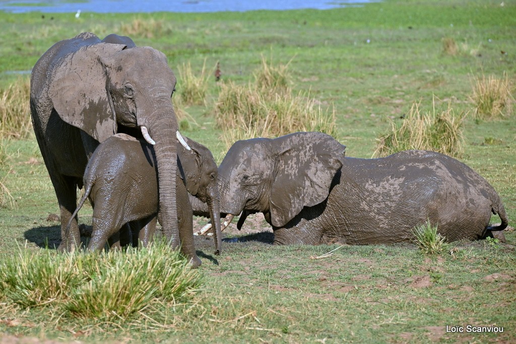 Éléphant d'Afrique/Savanna Elephant (28)
