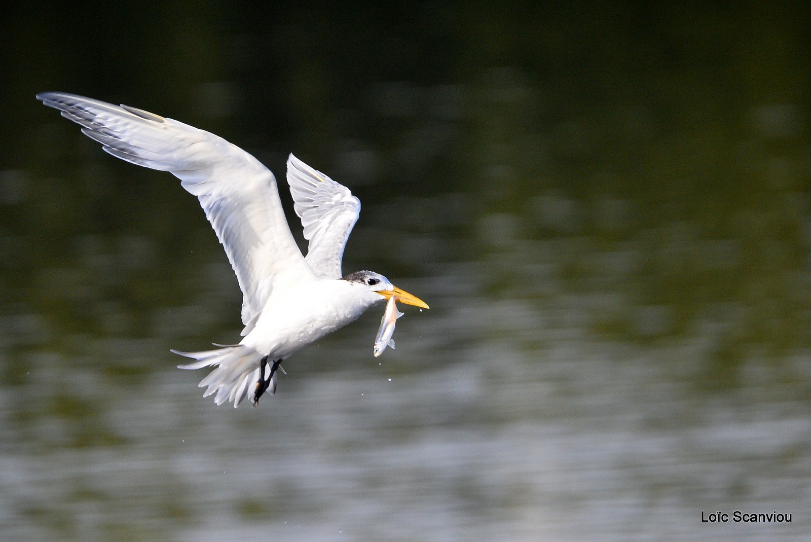 Sterne néréis/Fairy Tern (4)