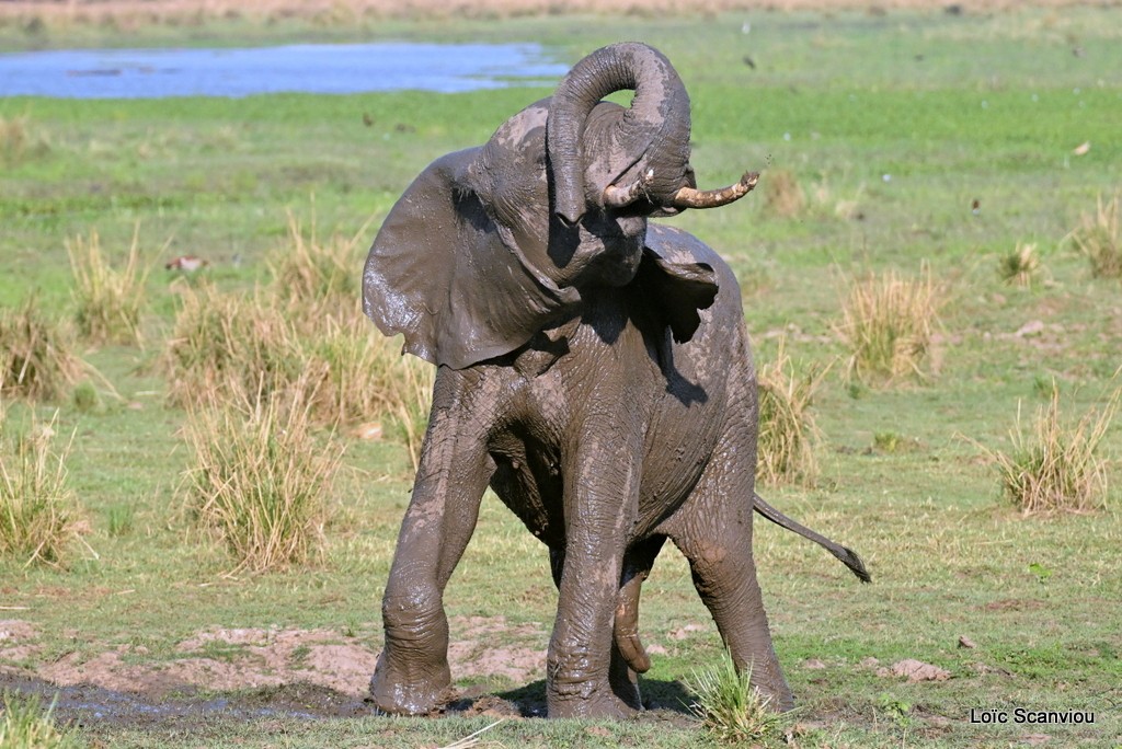 Éléphant d'Afrique/Savanna Elephant (29)