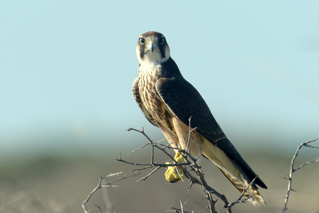 Faucon lanier/Lanner Falcon (1)