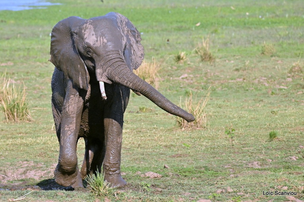 Éléphant d'Afrique/Savanna Elephant (30)