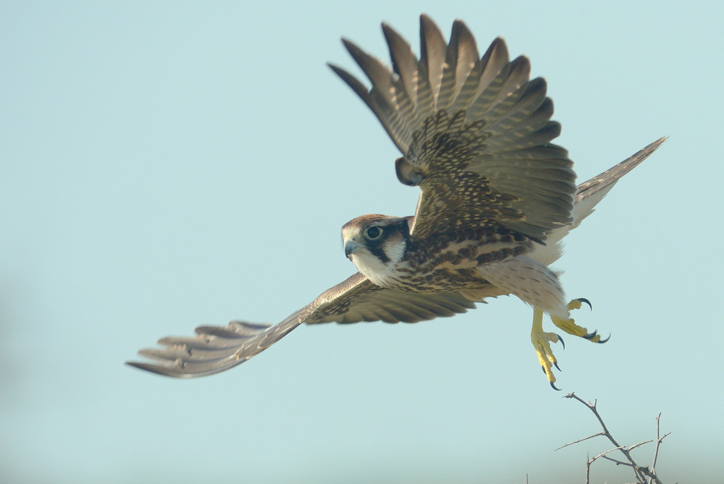 Faucon lanier/Lanner Falcon (2)