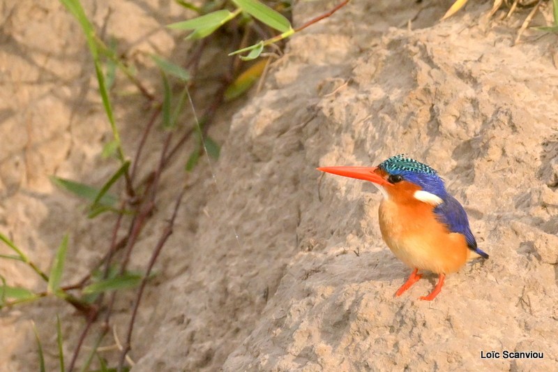 Martin-pêcheur huppé/Malachite Kingfisher (1)