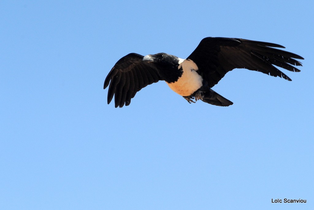 Corbeau pie/Pied Crow
