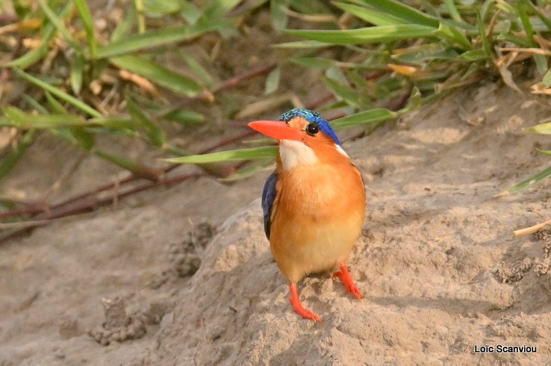 Martin-pêcheur huppé/Malachite Kingfisher (2)