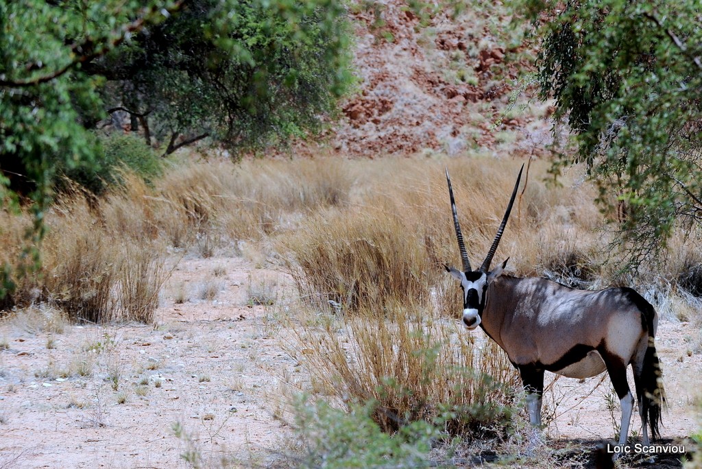 Oryx gazelle/Gemsbok (1)