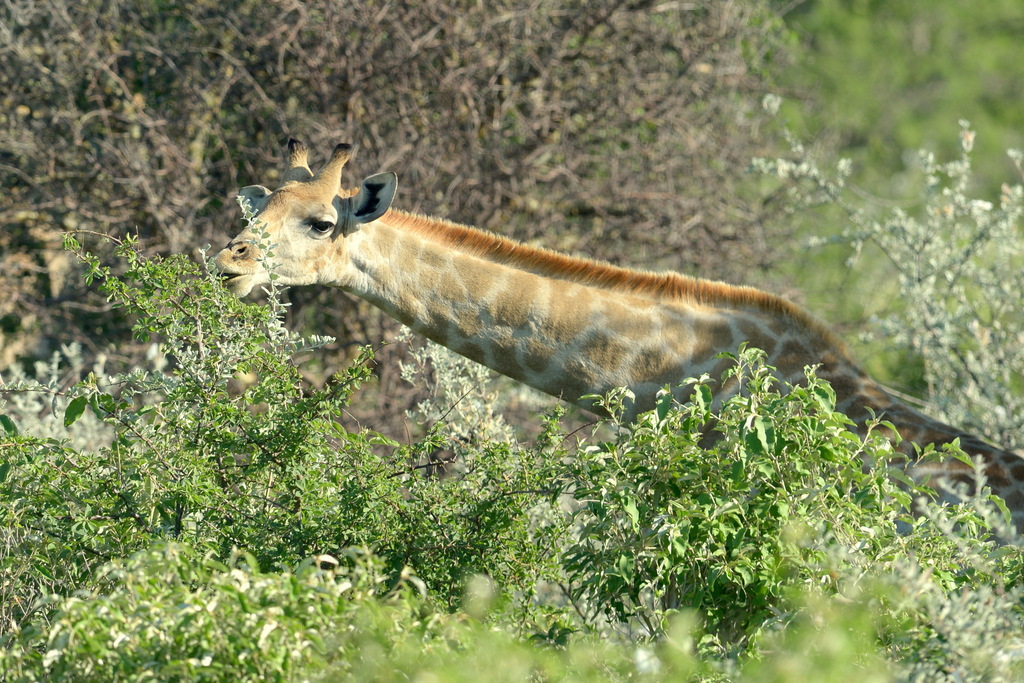 Girafe/Giraffe (20)
