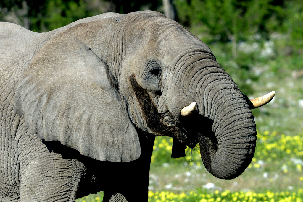 Eléphant (24)