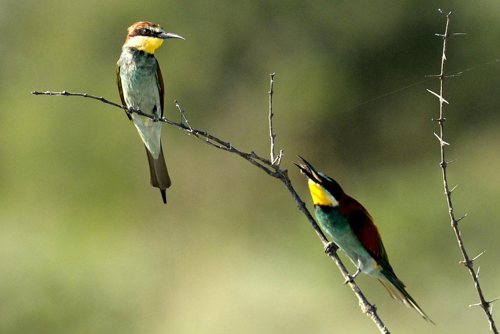 Guêpier européen/European Bee-Eater (1)