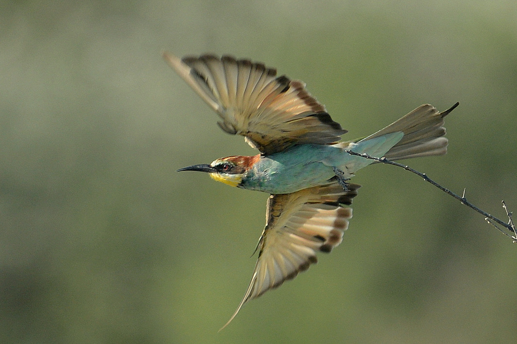 Guêpier européen/European Bee-Eater (2)