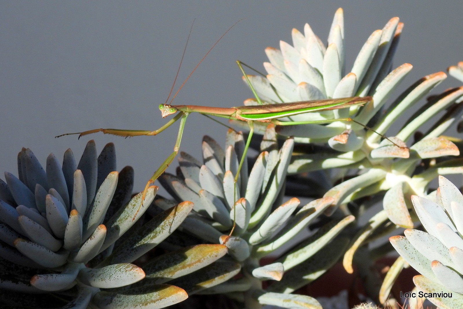 Mante religieuse/Praying Mantis (6)