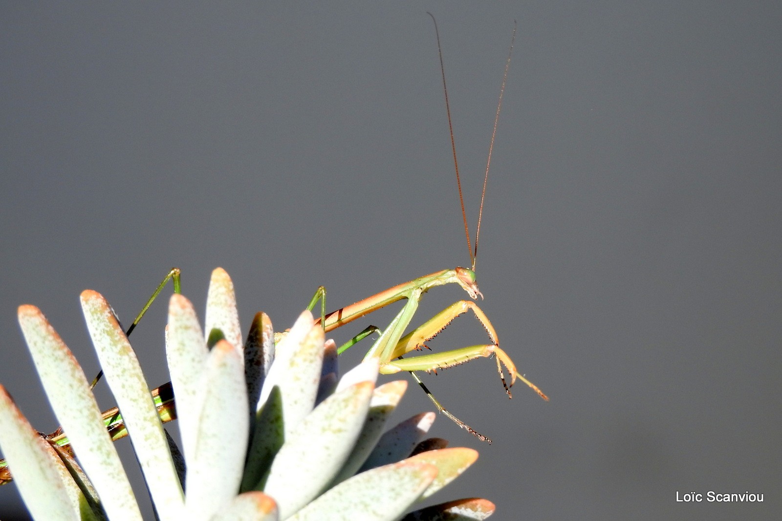 Mante religieuse/Praying Mantis (8)