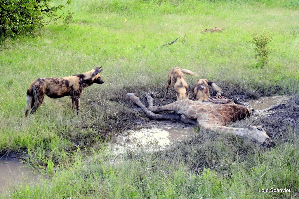 Lycaon/African Wild Dog (15)