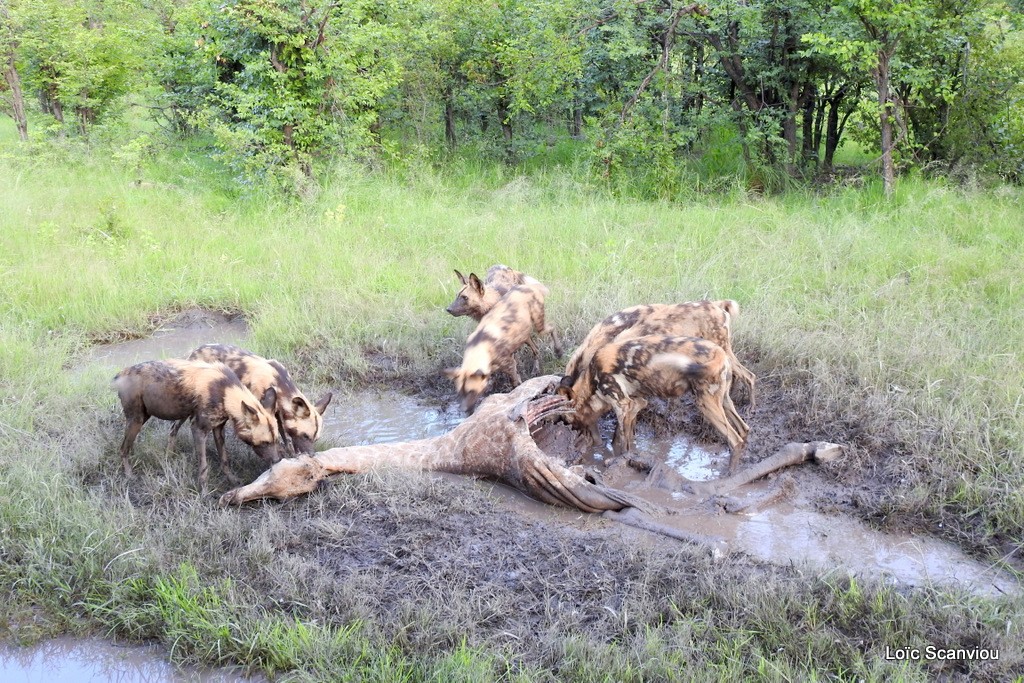 Lycaon/African Wild Dog (16)