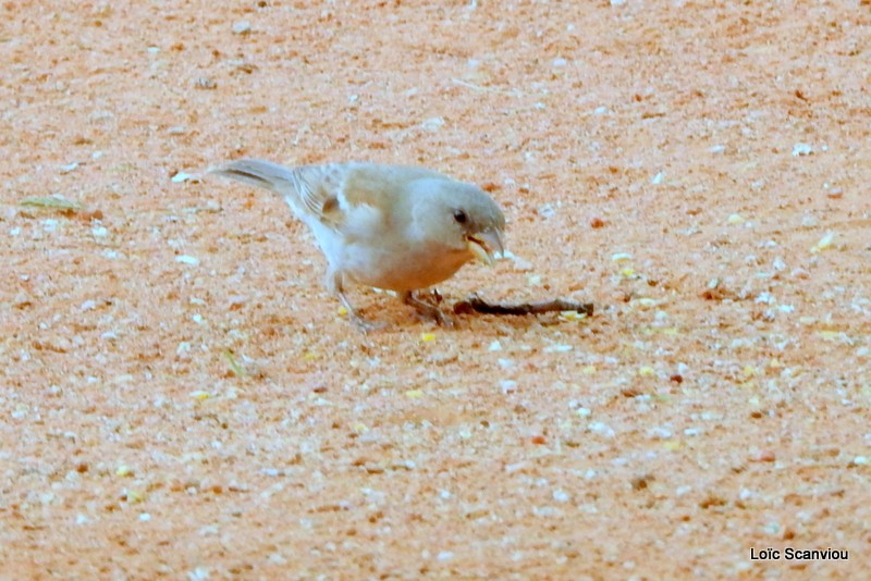 Dscn9263