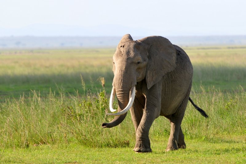 Eléphant (10)