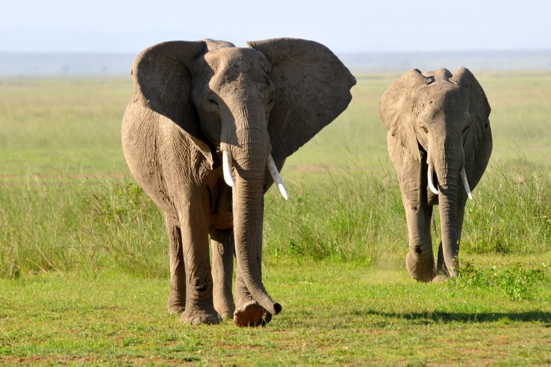 Eléphant (12)