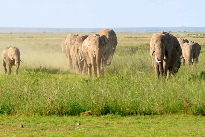 Eléphant (13)
