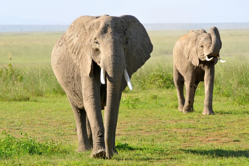 Eléphant (14)