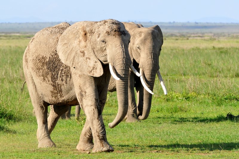 Eléphant (15)