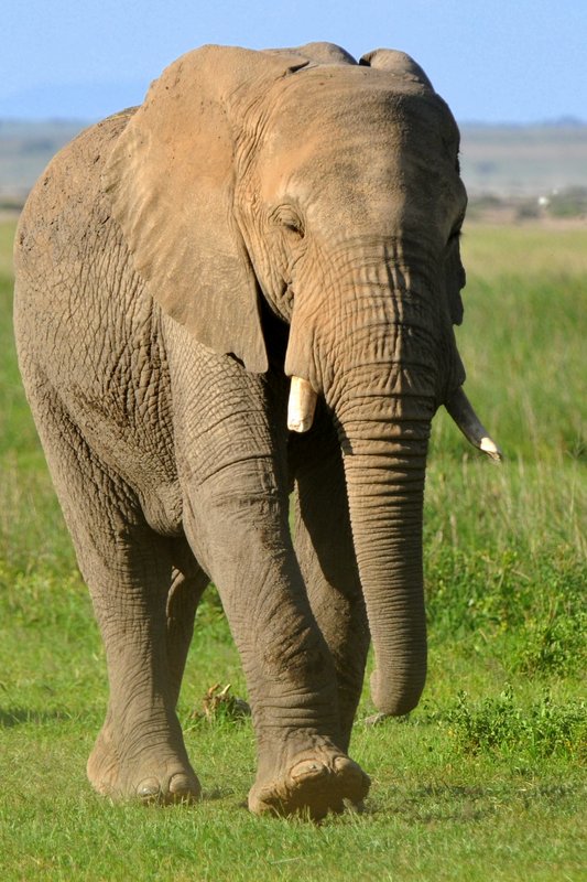 Eléphant (17)