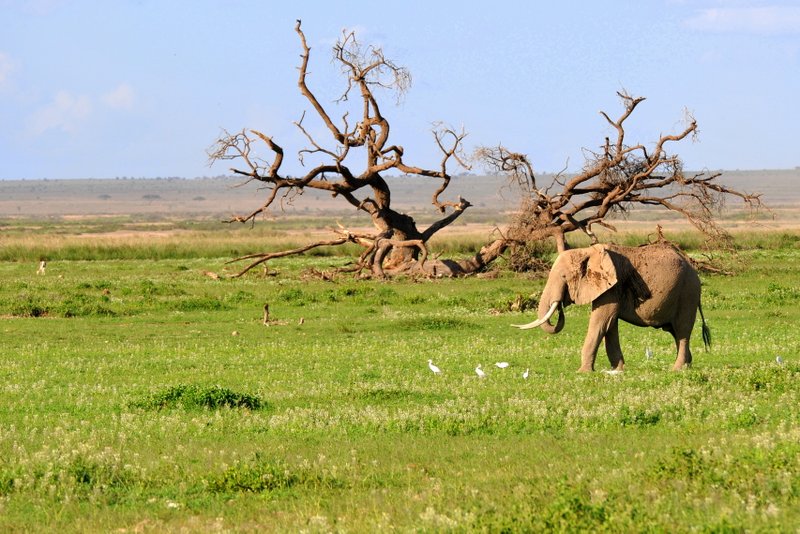 Eléphant (18)